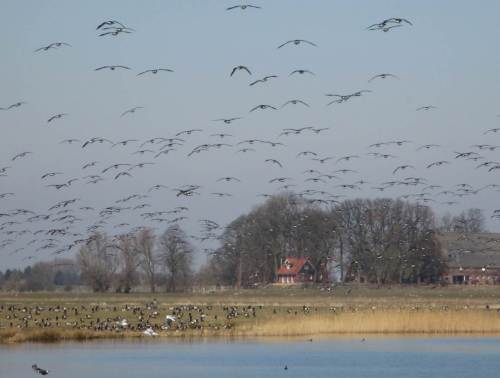 ... und landen wieder auf den Äsungsflächen.