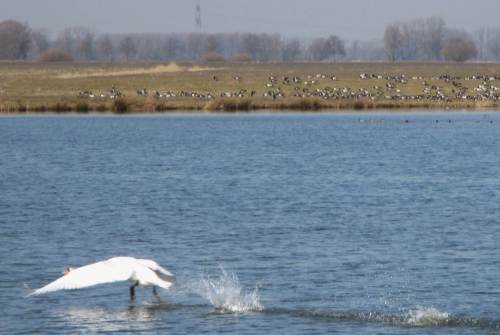 Ein Schwan startet durch.