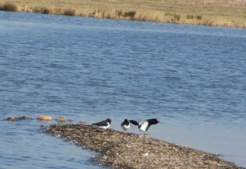 "Hallo" sagt der landende Kiebitz zu den dösenden Austernfischern.