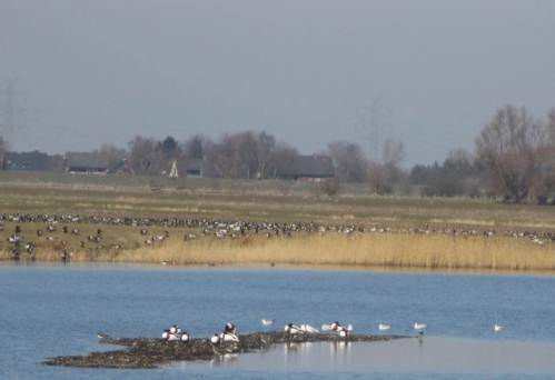Brandgänse auf einer Kiesbank vor Weißwangengänsemassen.