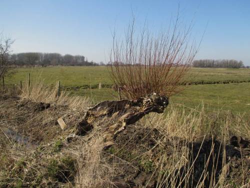 Kurz vor der Wedeler Geest ein schneller Rückblick auf die Marsch. Diese Kopfweide hält sich, weit über den Marschgraben gelehnt, nur noch an dünner Rinde. Immerhin, was für eine Statik!