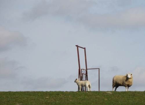 An der Elbe - das Fernweh des Osterlamms, auf dem Deich bei Hetlingen.