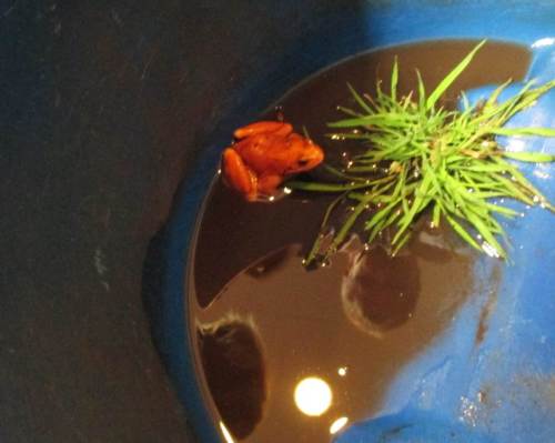 Zur besseren Farbdarstellung ist hier ein etwas unscharfes Foto ohne Blitz ergänzt.