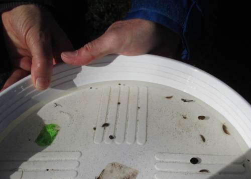 Und siehe da: Die Lenkbuhnen sind voll von kleinen Bachflohkrebsen, sind also offensichtlich sofort als "Kinderstube" dieses so wichtigen Bachtiers genutzt worden.