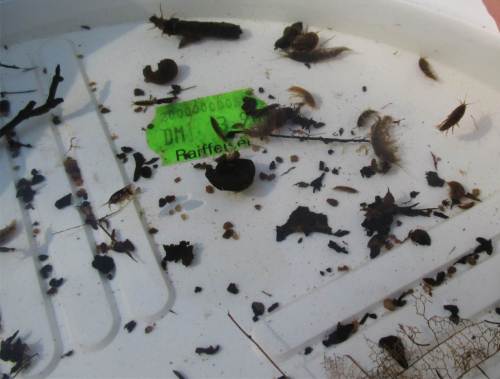 Das Besiedlungspotential der Düpenau muss man erst suchen - nur wenig verbliebene Struktur aus Stein, Erlenwurzeln, Totholz findet sich in der Gewässersohle. Aber dort sind sie: die Bachflohkrebseltern, Köcherfliegen und andere, die auf Hilfe warten.