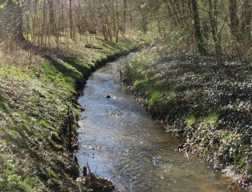 Hier plätschert die Düpenau wieder, von jedem Spaziergänger wahrnehmbar, nachdem die NABU-Gruppe Schenefeld/Halstenbek 2015 kleine Lenkbuhnen aus Kies fachgerecht einbrachte.