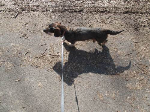 Auch Laufen schüttelt den Begleiter nicht ab - immer einen bärtigen Terrier im Gepäck.