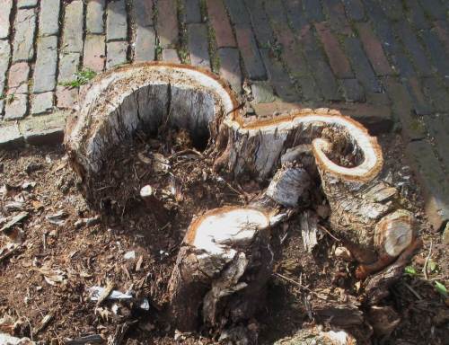 Aber auch die Natur rundum bietet Studienobjekte - hier: Grenzen von Statik, Naturtest vom Menschen beendet.