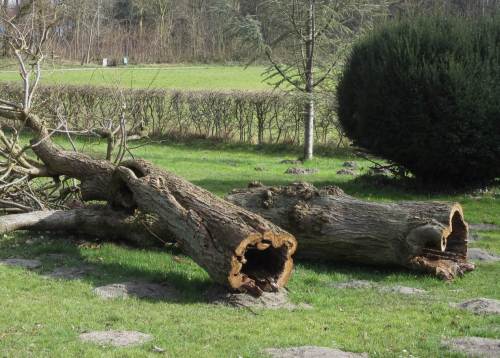 Da liegt ja auch der obere Teil des vergangenen Wachstums- und Standfestigkeitexperiments.