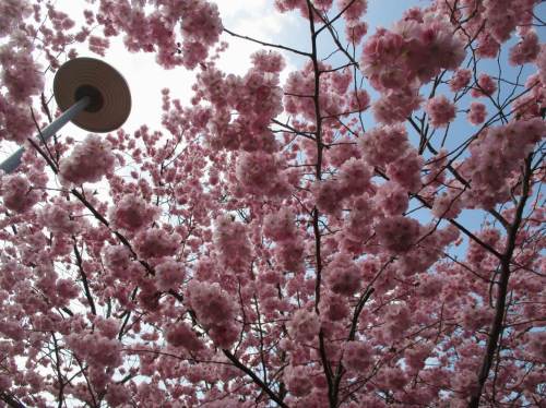 Frühling, Version Japanische Kirschblüte.