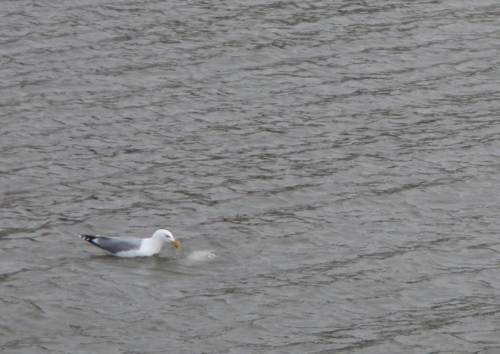 Eine spezialisierte Silbermöwe hatte einen toten Brassen entdeckt.