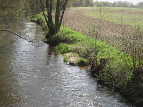 Wie unschwer zu erkennen ist, haben zwei Reihen Treibselsammler schnell über 10 m³ Boden aus vorbeitreibendem Sand gebildet und schützen nun die Erlengruppe vor Erosionsangriff.