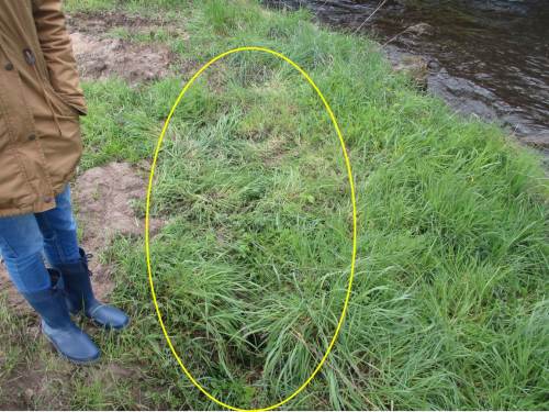 Als Folge ergaben sich (die beabsichtigten) Wurzelabrisse. Die tiefen, gefährdenden Löcher wurden den Fischereipächtern gemeldet, damit sich niemand ein Bein bricht.