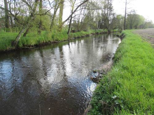 Die Folge jahrelangen Abpflügens des halben Wurzeltellers früher hier vorhanden gewesener, standorttypischer Großbäume in gewässerbegleitendem und beschattendem Saum: Totalverlust mit folgender Stark-Erosion - Landverlust beim Verursacher.
