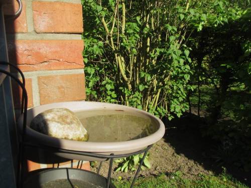 Simple Vogeltränke - bitte das Nachfüllen, ggf. Ausspülen vorher, nicht vergessen.