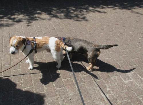 Socke und Neo - da haben sich zwei gefunden.
