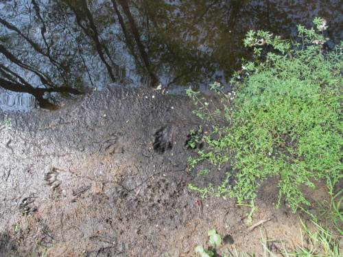 Wo Hölzchen und Stöckchen "Land gewinnen", sind nun oft "Deine Spuren im Sand ..." zu sehen - diesmal kein Fischotter.