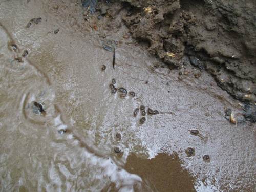 Leider sahen wir am Exkursionstag auch ganz etwas anderes: (Un)massen Bachflohkrebse, die offenbar durch (Agrar?)Gift nicht mehr in der Lage waren, ihren Standort zu halten. Massenabdrift ! ! !