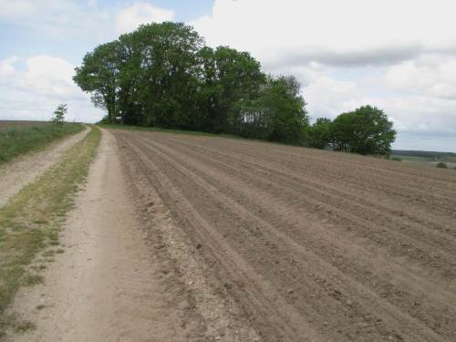 Fehlsubventionierte Agrarwüste - mal abgesehen von fehlenden Grünstreifen allüberall. Hier liegt der ganze "Berg" in Erwartung des übersubventionierten Mais-Aussäens monatelang bar. Von Bodenschutz keine Spur.