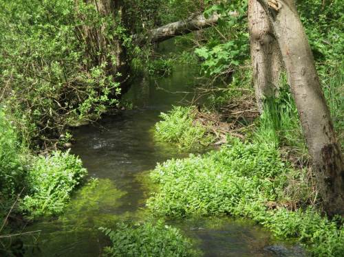 Es wird dann aber doch wieder wässrig auf der Hydrobiology-Exkursion. Die Bachoberläufe kriegen alles ab ... Um so sinnvoller ist also das Stärken ihrer natürlichen Kräfte durch Restaurieren. Schade, dass das Prinzip Freiwilligkeit auch hier bei den Verursachern nicht zieht. Die Erfolge kommen vom Einsatz anderer.