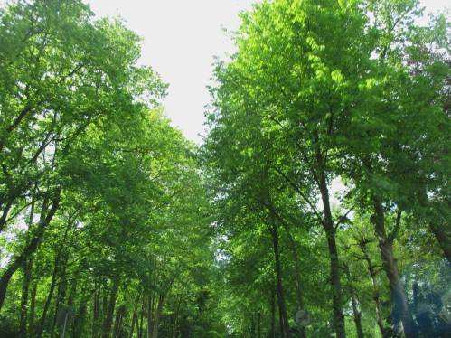 Geradezu als Beispiel für gesunde Gewässer mit lichtem Schatten unter Kronenschluss begleitender Bäume grüßt die Bundesstraßenallee den Heimkehrer.