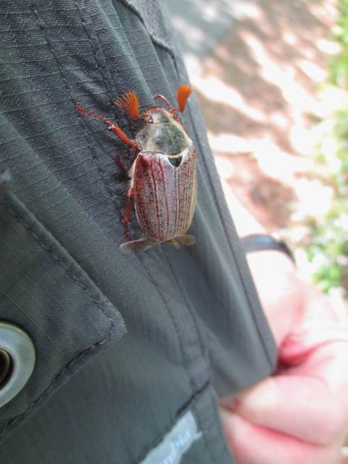 Überraschung - ja, es gibt sie noch, wenn auch nicht zahlreich ... Ein Maikäfer!