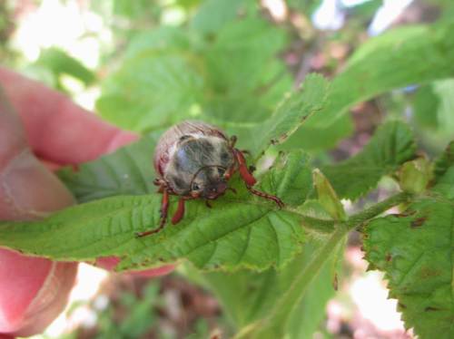 Angeguckt und auf ein Haselblatt gesetzt - ein Bisschen bedrüppelt sieht er anfangs ja noch aus.