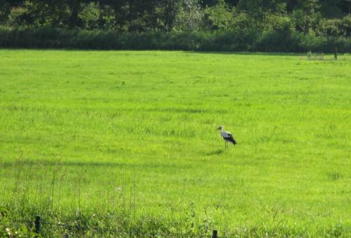 Ein Weissstorch in der Bilsbek-Aue - welch erfreulicher Anblick.