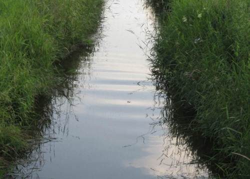 Eine große Meerforelle dreht vor uns ab - ängstlich vor dem Brückenschatten, vor uns - oder allem zusammen?