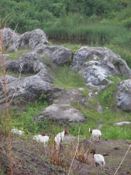 Burenziegen halten den Pflanzenwuchs, hier um die "Gips-Berge" kurz.
