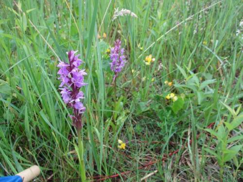 Das Offenhalten bringt nicht nur der Geologie, sondern auch Fauna und Flora die Möglichkeit, hier Besonderheiten zu präsentieren.