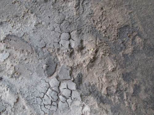 Und ich dachte, ich hätte mal ein Trittsiegel des Seeve-Bibers entdeckt.