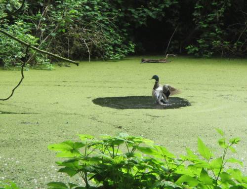 Während der Stockenterich auf dem Haseldorfer Schlossgraben das Entenflott flott macht, suchen wir auf der anderen Straßenseite unser Vergnügen.