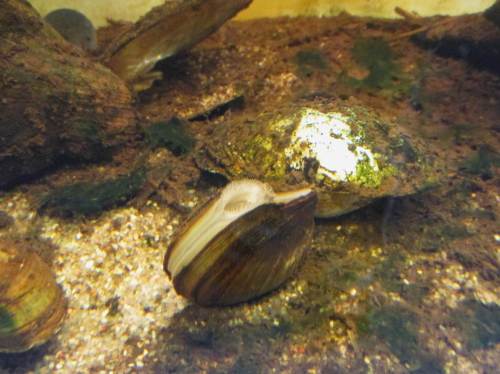 Im Aquarium gibt`s zwar keinen Pottwal zu sehen, wie kürzlich im Multimar-Wattforum in Tönning, aber Kleine leisten auch Großes: Muscheln sind hervorragende Wasserfiltrierer.