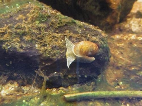 Interessant gebaute Schnecken ziehen ihre Bahn.