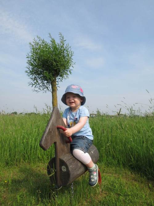 Spaß auf Schaukelpferd vor junger Kopfweide - Physik und Biologie.