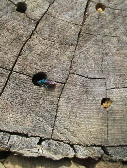 Neben diversen, kaum je zu Gesicht bekommenen Insekten beeindruckte uns diese metallisch blaugrün/türkis und kupferrot schillernde Wildbiene (?) !