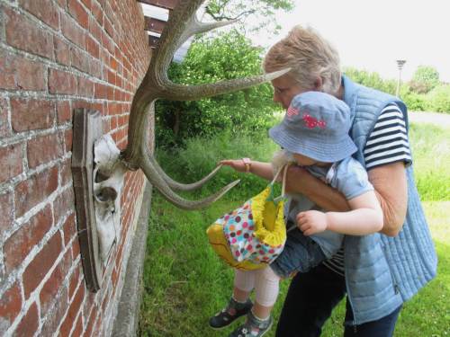 Der Fingertest - ganz schön spitz, so ein Hirschgeweih!
