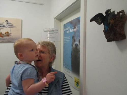 Eisvogel, Otter und Säbelschnäbler - nach Besichtigen der schicken Tävsmoor-Ausstellung am Wegesrand angesehen.