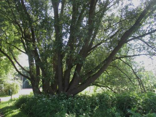 Bei schönstem Wetter radele ich bachauf durchs Wedeler Autal, zuerst an seiner Nordkante.