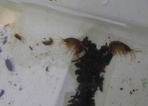 Und es gibt mehr und anderes Leben im Bach - neben der Wasserassel leben eine Vielzahl Bachflohkrebse hier, ihr guter Zustand erkennbar an den unterschiedlichen Altersgruppen. Offenbar laufen Vermehrung und Heranwachsen wesentlich besser als vorher.