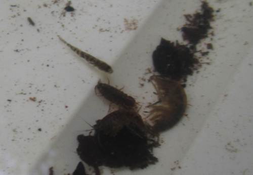 Dem kleinen Stichling sind Wasserassel und Bachflohkrebse noch etwas zu groß.