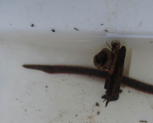 Neben - hier nicht sichtbaren - jungen Eintagsfliegenlarven ergänzen Egel und Köcherfliegenlarven das Bild.