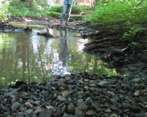 Die Wedeler Au - belebt, licht beschattet, wurzel- und kiesstrukturiert.