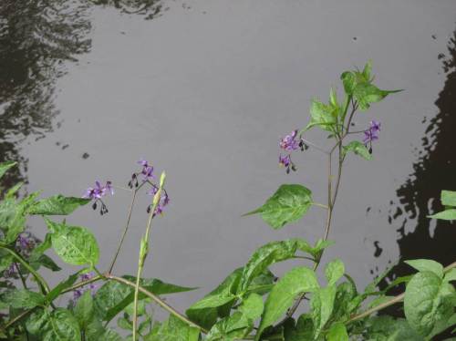 Der Bittersüße Nachtschatten blüht - bald werden die orange-roten Beeren leuchten.