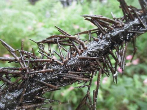 Biomasse an Totholz - Massen von Köcherfliegenlarven zeigen, dass Fischfutter an strukturreichen Stellen der Seeve gut vorhanden ist.