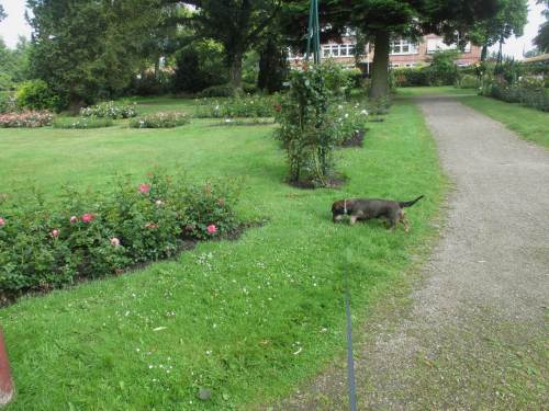 Da zieht es Socke weg vom Wasser, doch mal zu den Rosen hin.