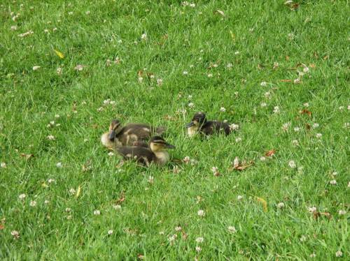 Sonnenbaden im Park - nicht nur für Menschen ein Vergnügen.