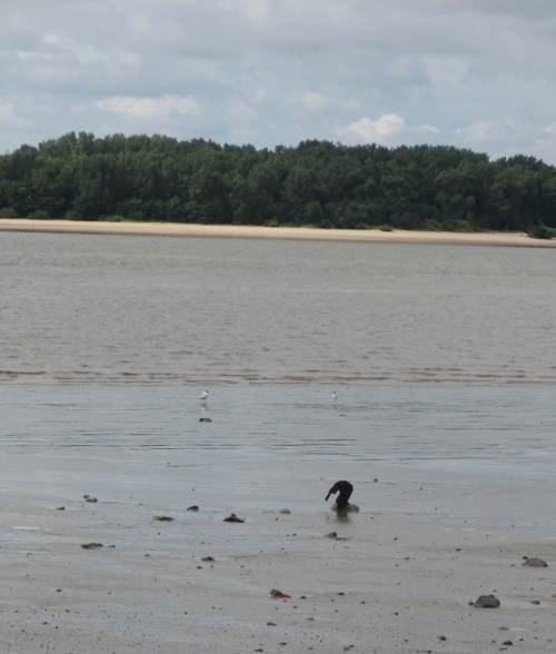 Zwei Lachmöwen an der Wasserkante - das Ding vorn ist kein Kunstwerk, sondern ein sich nach Baden in einer Pfütze putzender Rabe, man glaubt es kaum.