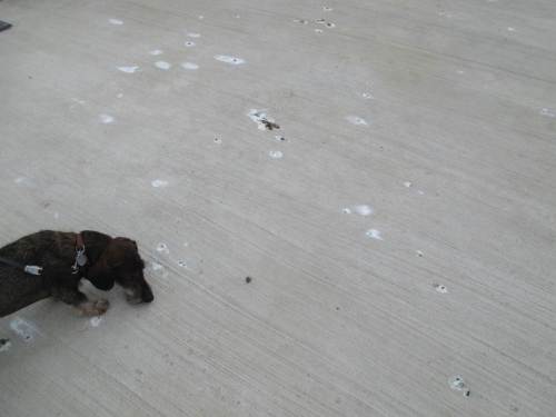 Maritimes auf dem weissen Beton der Hafenmole - dem Kampfdackel gefällt und schmeckt es.